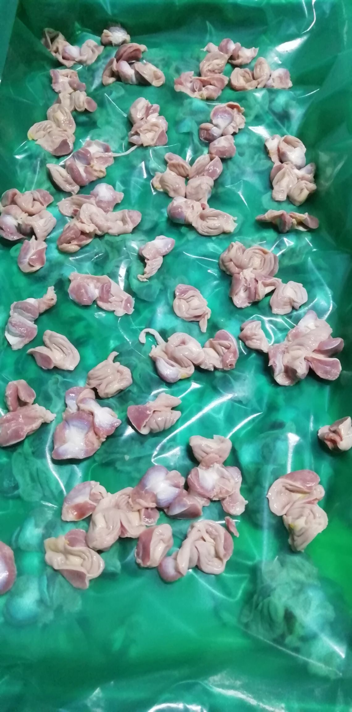 单冻公鸡胗去肚10公斤/箱