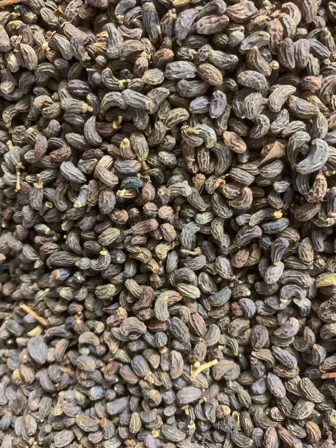 长期供应｛女贞子｝可批量可零售量大从优【包邮】