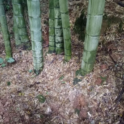 竹子竹笋春笋南竹