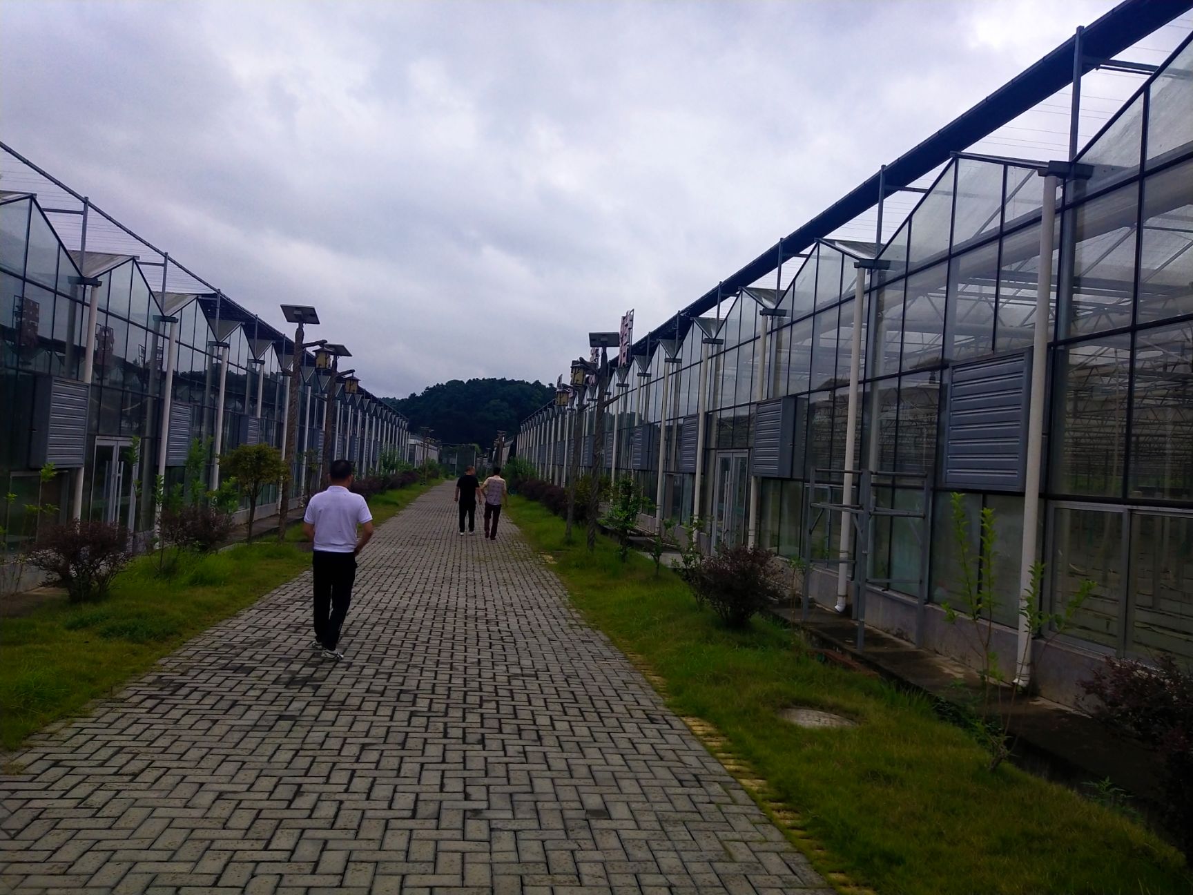 种植大棚 寻找合作伙伴，搞农业公司，有一千亩智能化大棚，交通便利