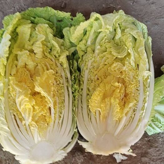 喀喇沁旗黄心大白菜 白菜玲珑黄，