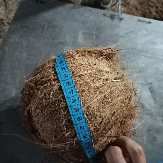 海口椰子  毛椰，越南印尼，大批量供货！