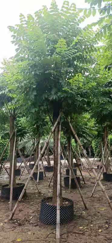 火焰木15-18公分