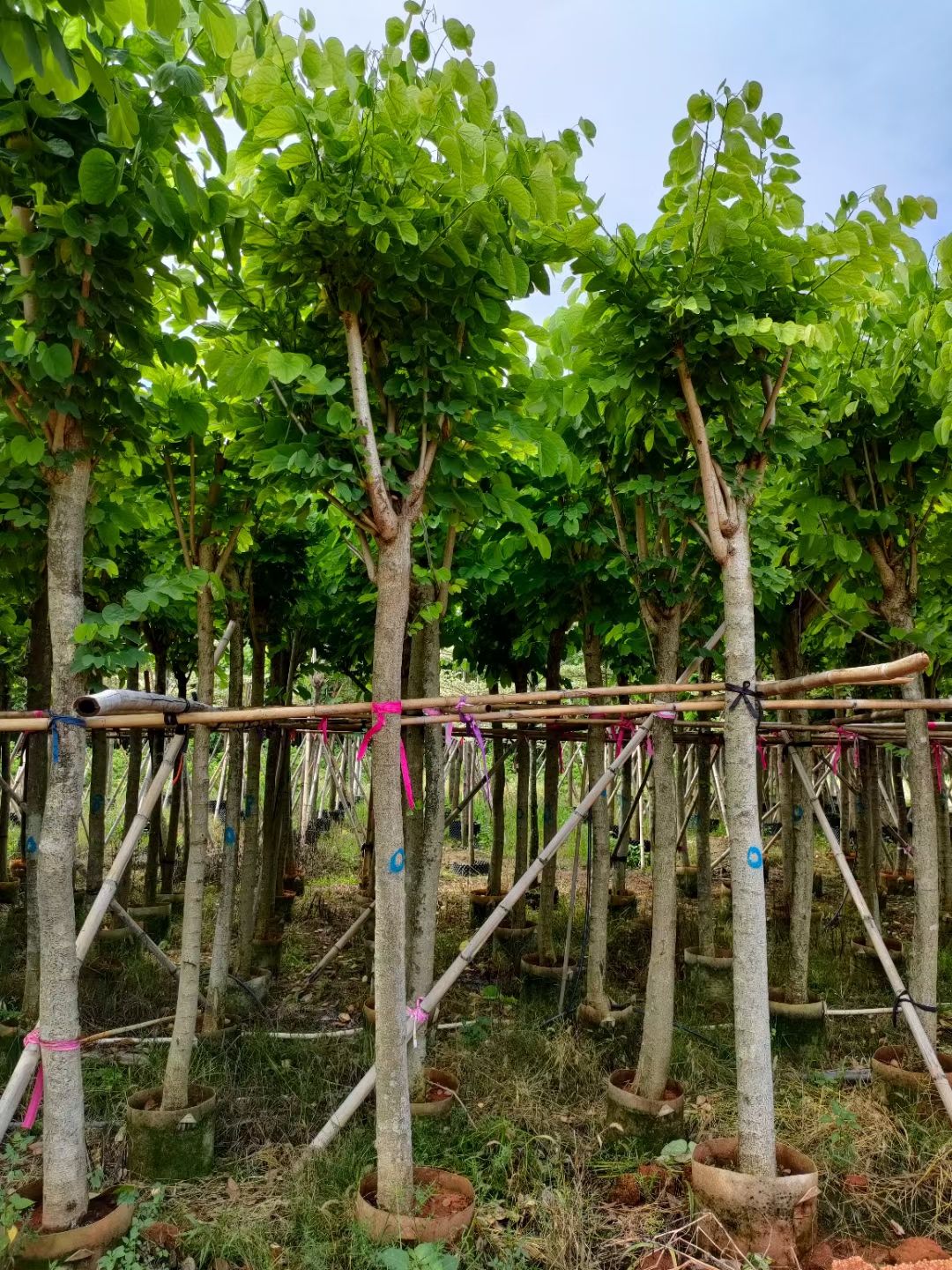 红花紫荆 洋蹄甲12公分