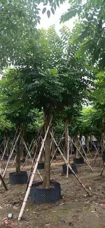 火焰木15-18公分