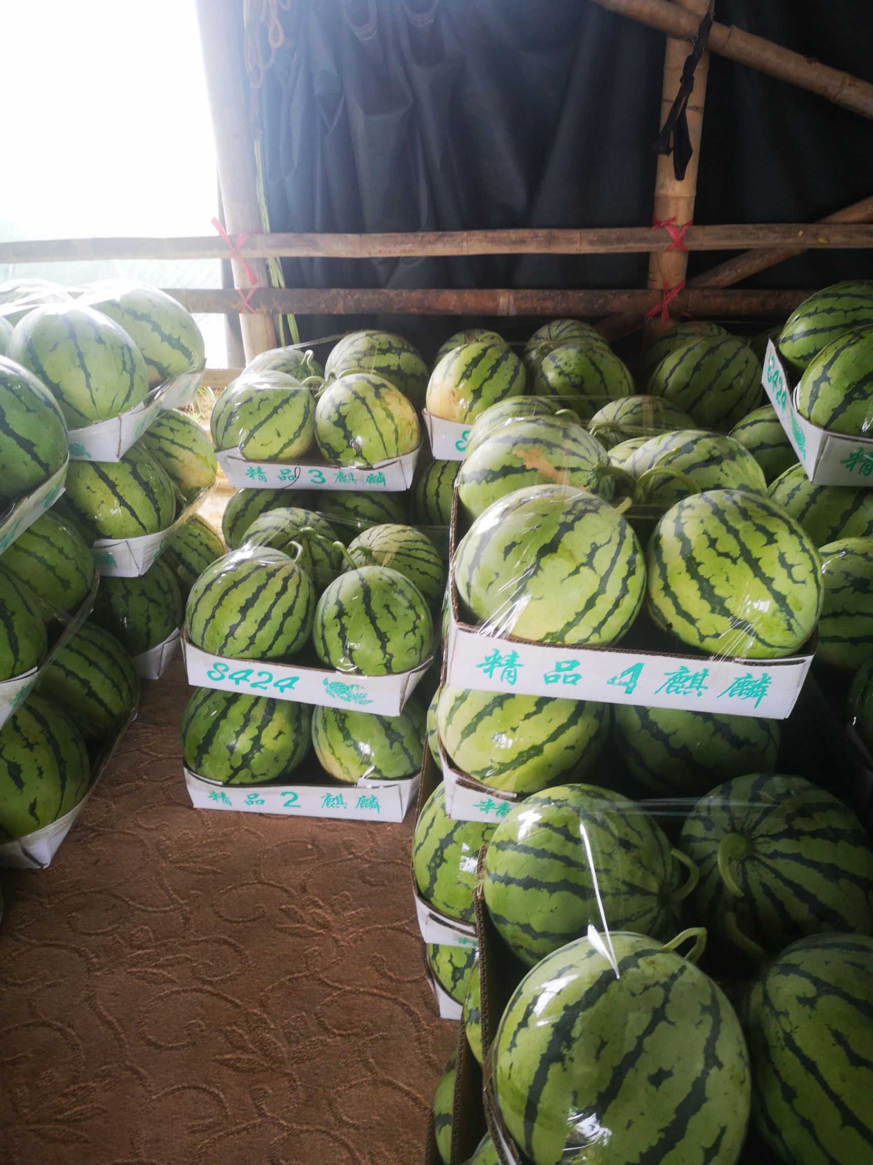 麒麟西瓜，久甜2号，口感香甜可口，皮薄肉脆，个头大小均匀。