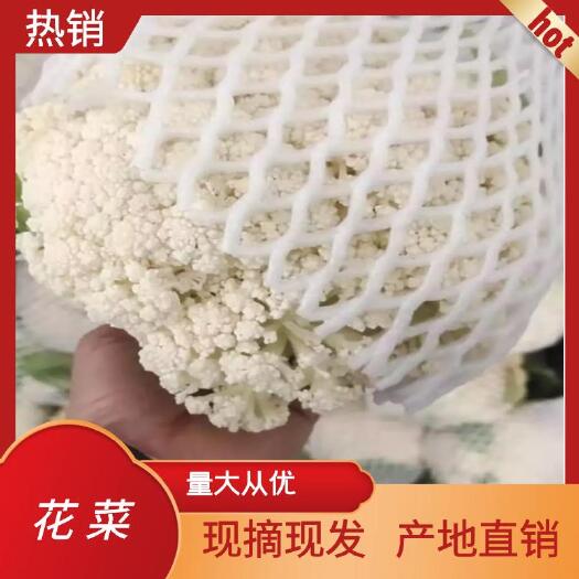 通许县白花菜花  花菜，松花菜，白面青更，产地直销，