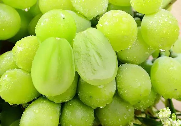  正宗晴王阳光玫瑰葡萄香印青提无籽葡萄云南新鲜水果香脆甜大