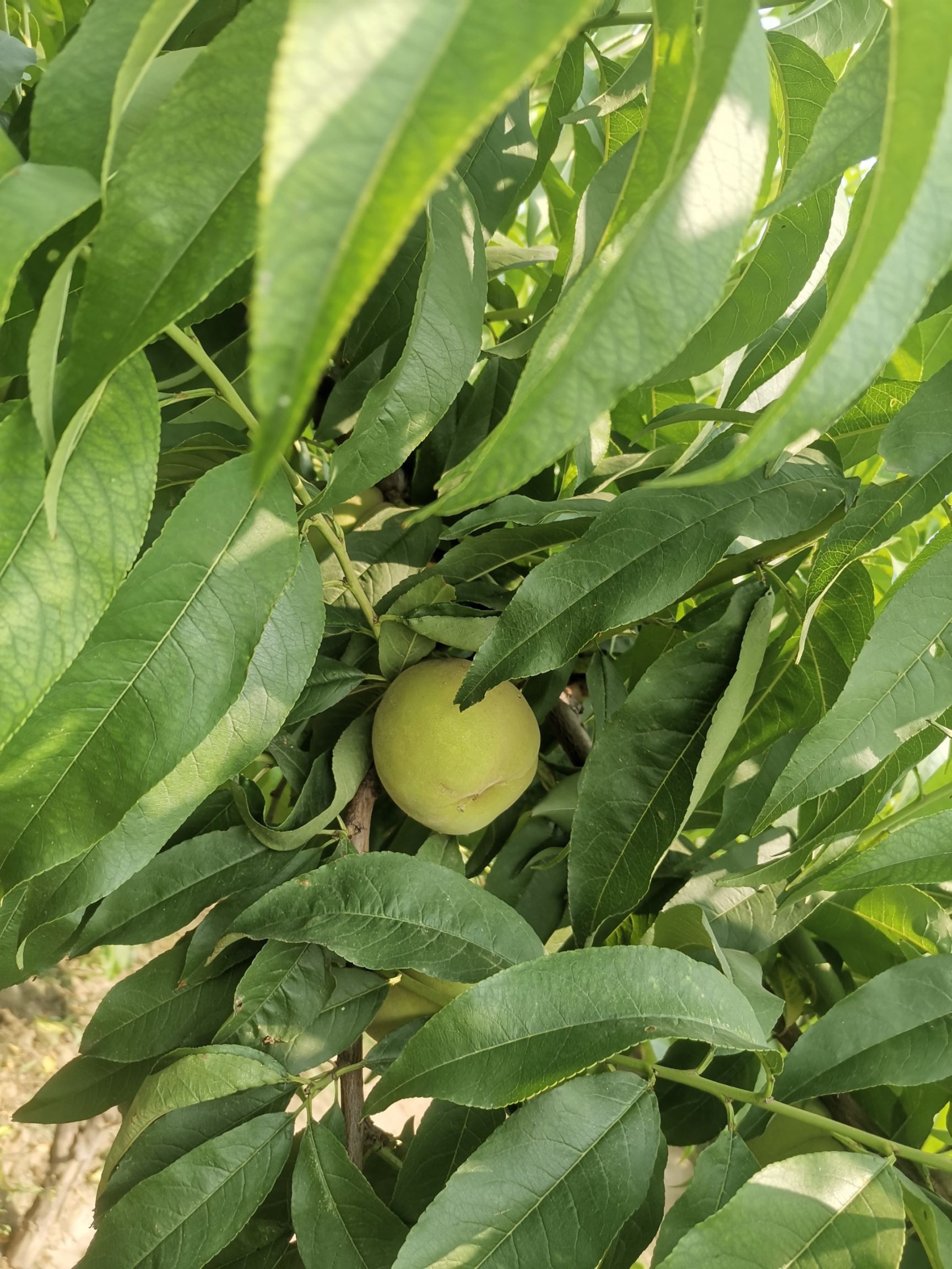久保蜜桃  晚久保罐头桃马上上市了有需要的客商滴滴了个头大品质优良货源充