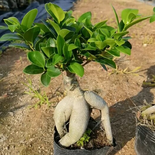 莆田 地瓜榕，人参榕，现货，