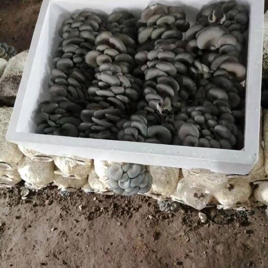 多伦县鲜平菇  反季黑平菇色泽好分量足 肉质厚