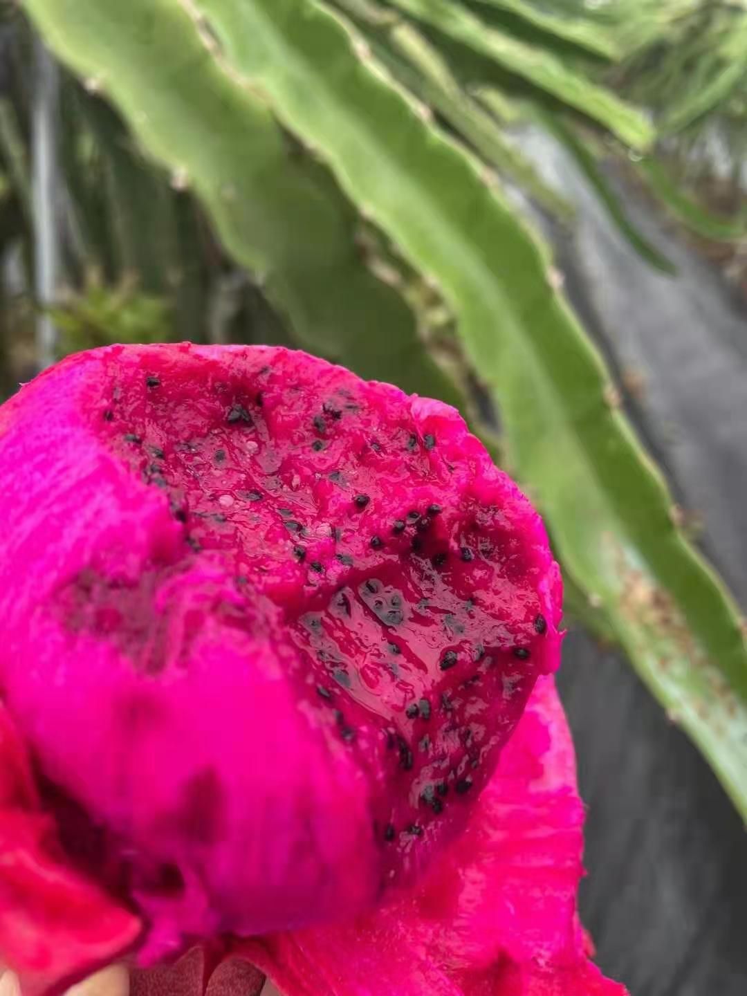 金都一号火龙果  广西金都一号红心火龙果，果型方正，大小均匀，有需要的抓紧联系