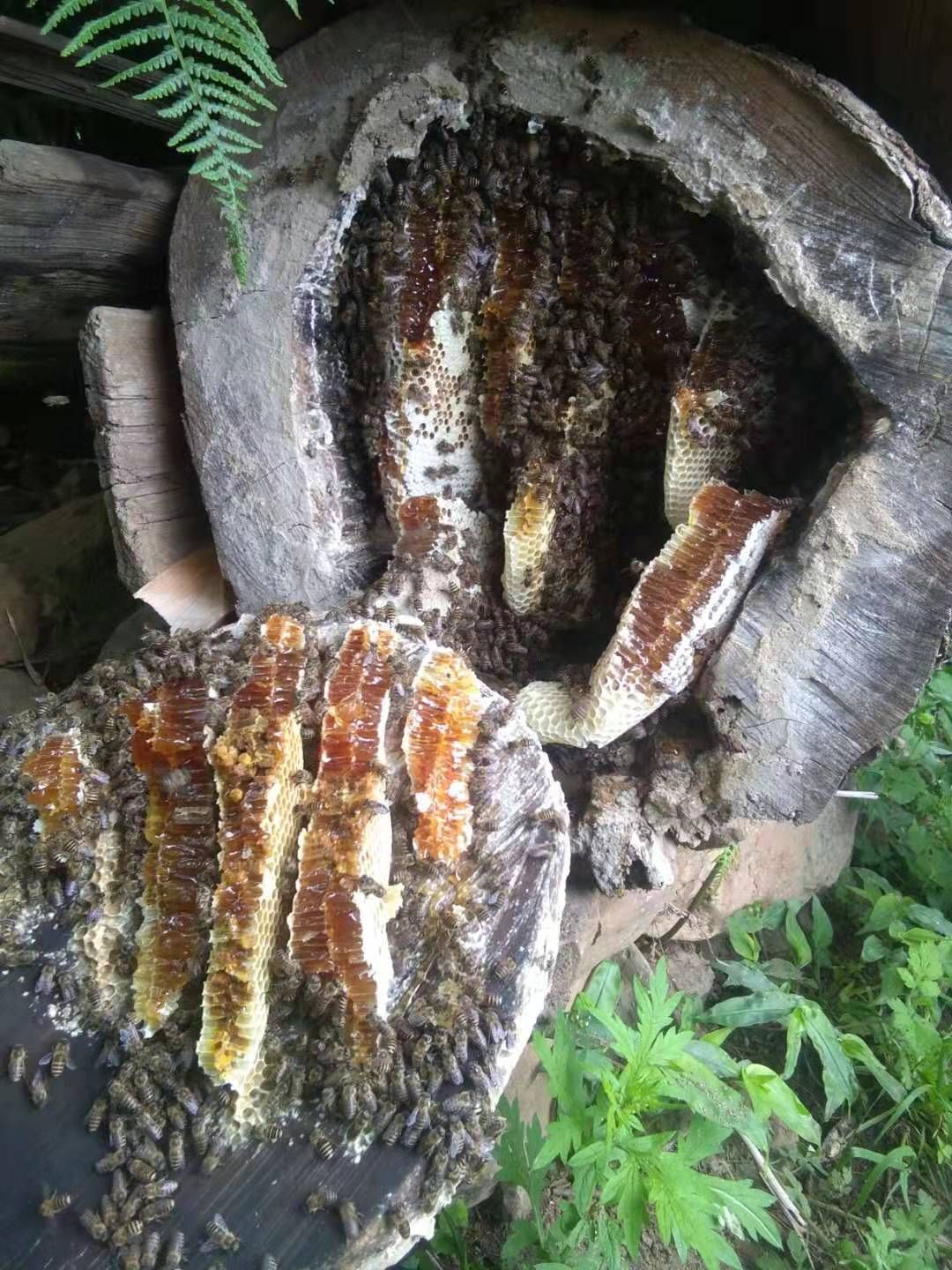 云南丽江高原大山百花蜜