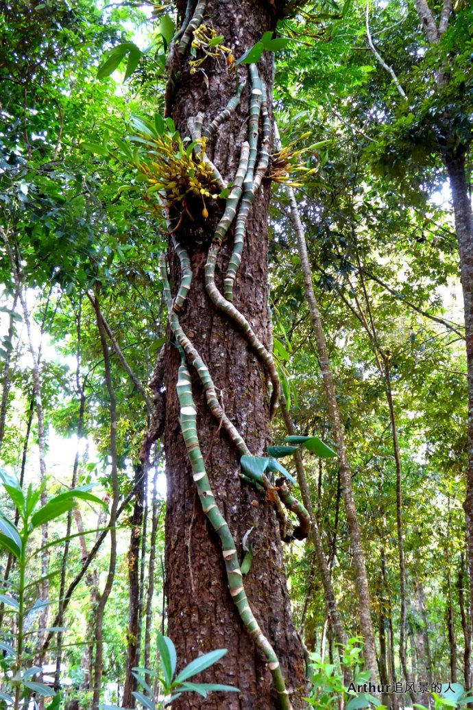 鸡血藤砍砍药宰根子批发好货鲜货药材