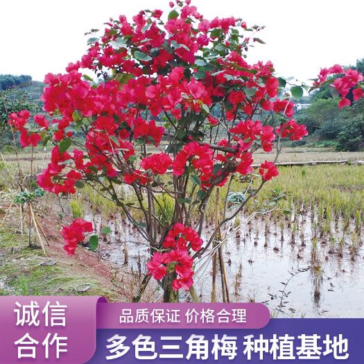 宜宾中国红三角梅 1.0~1.5米