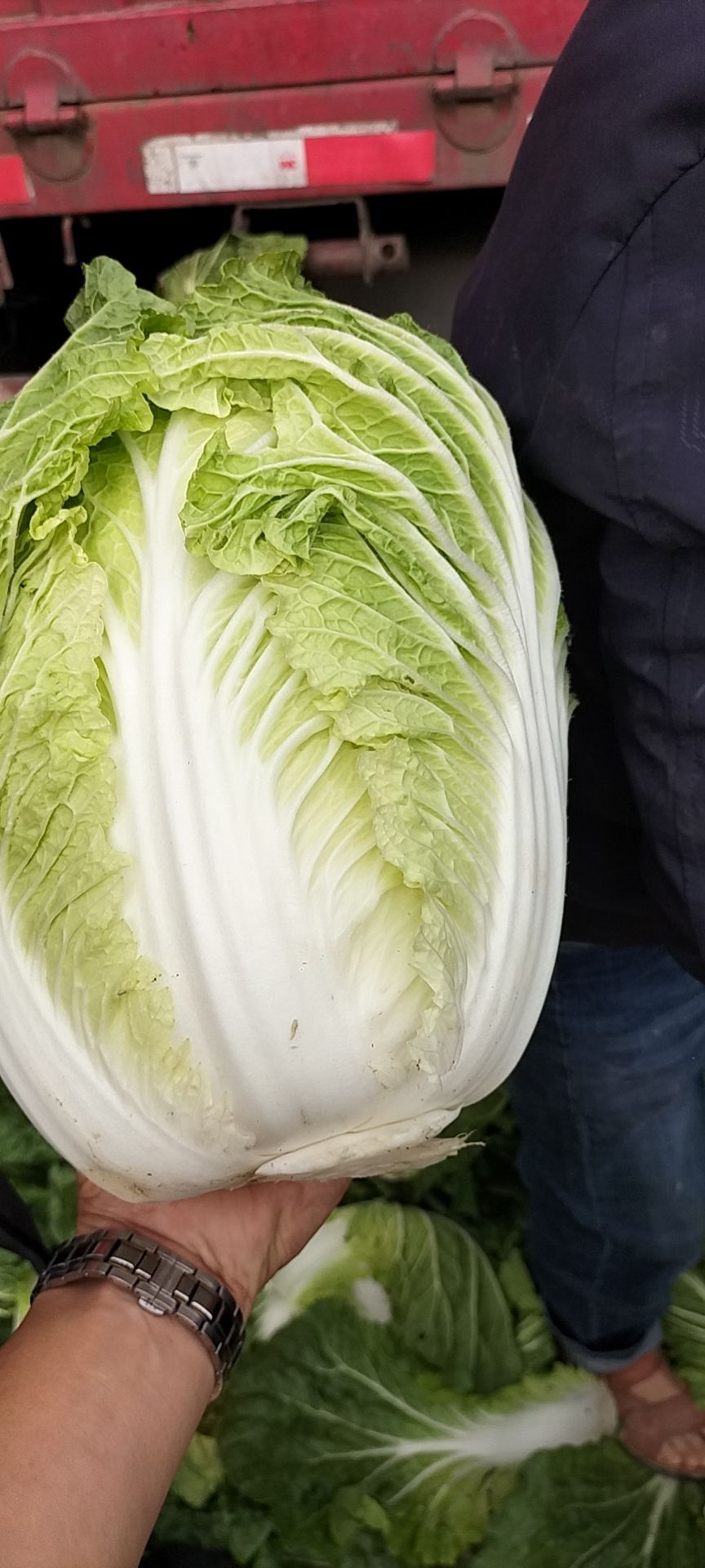 黄心大白菜  精品白菜，夏阳白菜，新乡小包，大白菜