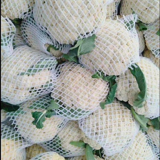 围场县白花菜花  卖菜花