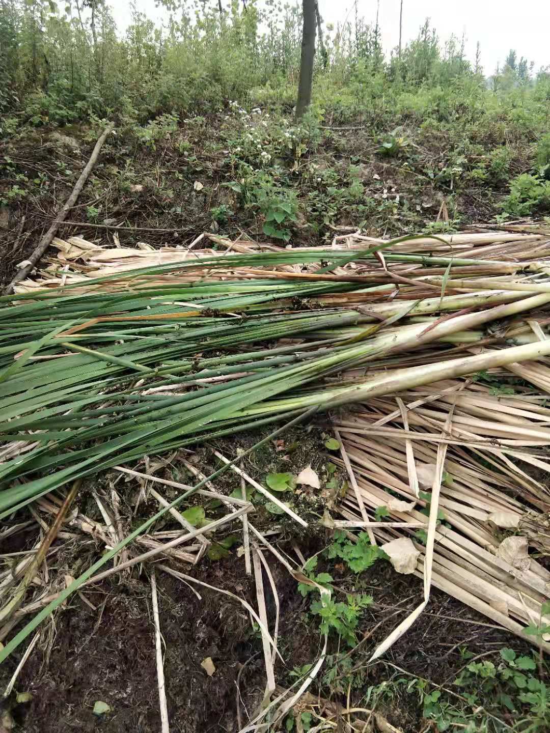 金叶菖蒲  菖蒲价格优美给钱就买