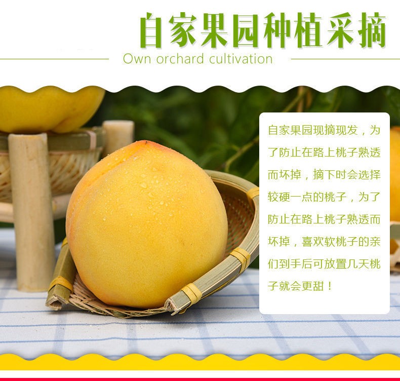 锦绣黄桃  湖北孝感黄桃新鲜现摘纯甜黄桃大量上市