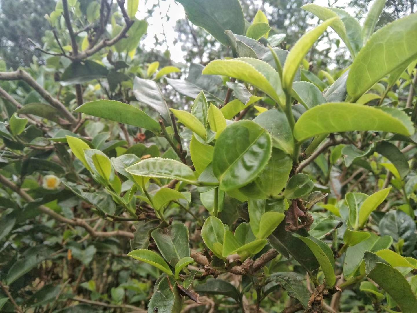  中小叶种普洱生茶