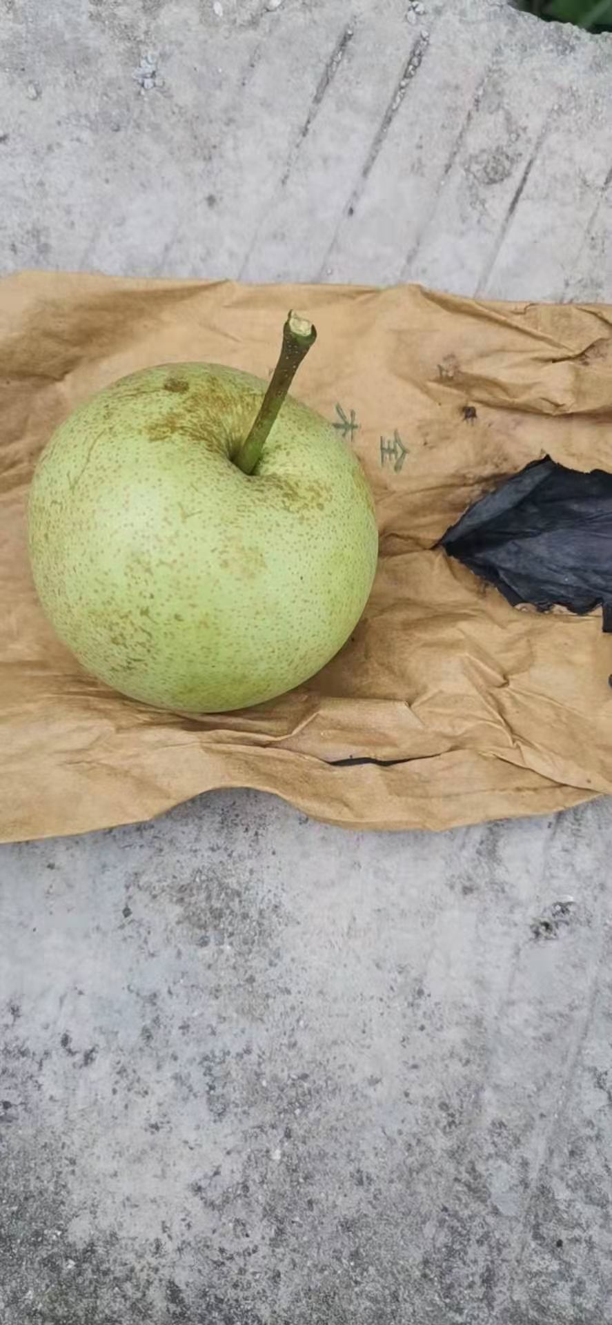 雪花梨 广西崇左特产的沙梨，口感青甜爽碎