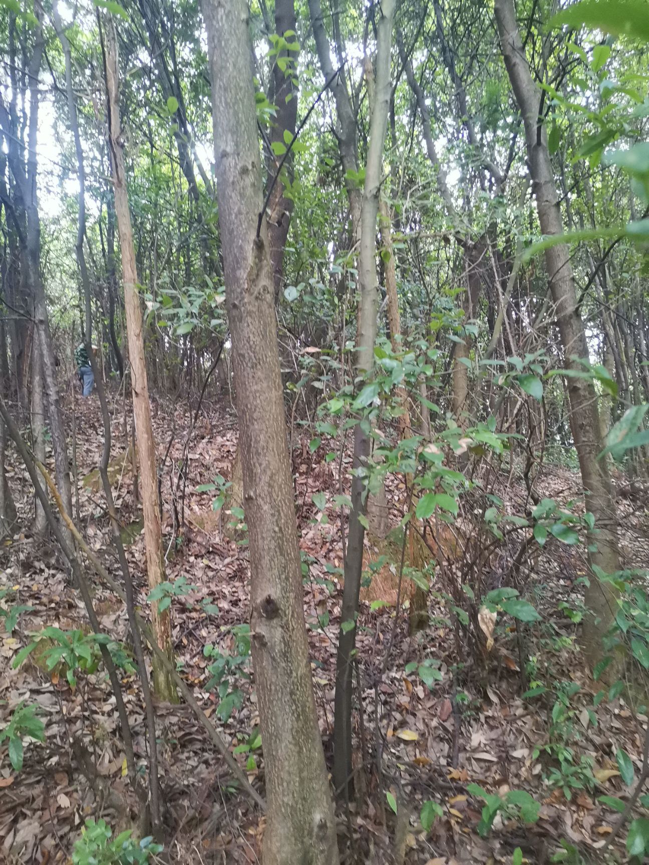 杂木  木材