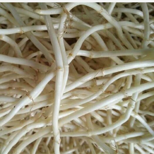 凤凰县白茎新鲜鱼腥草根