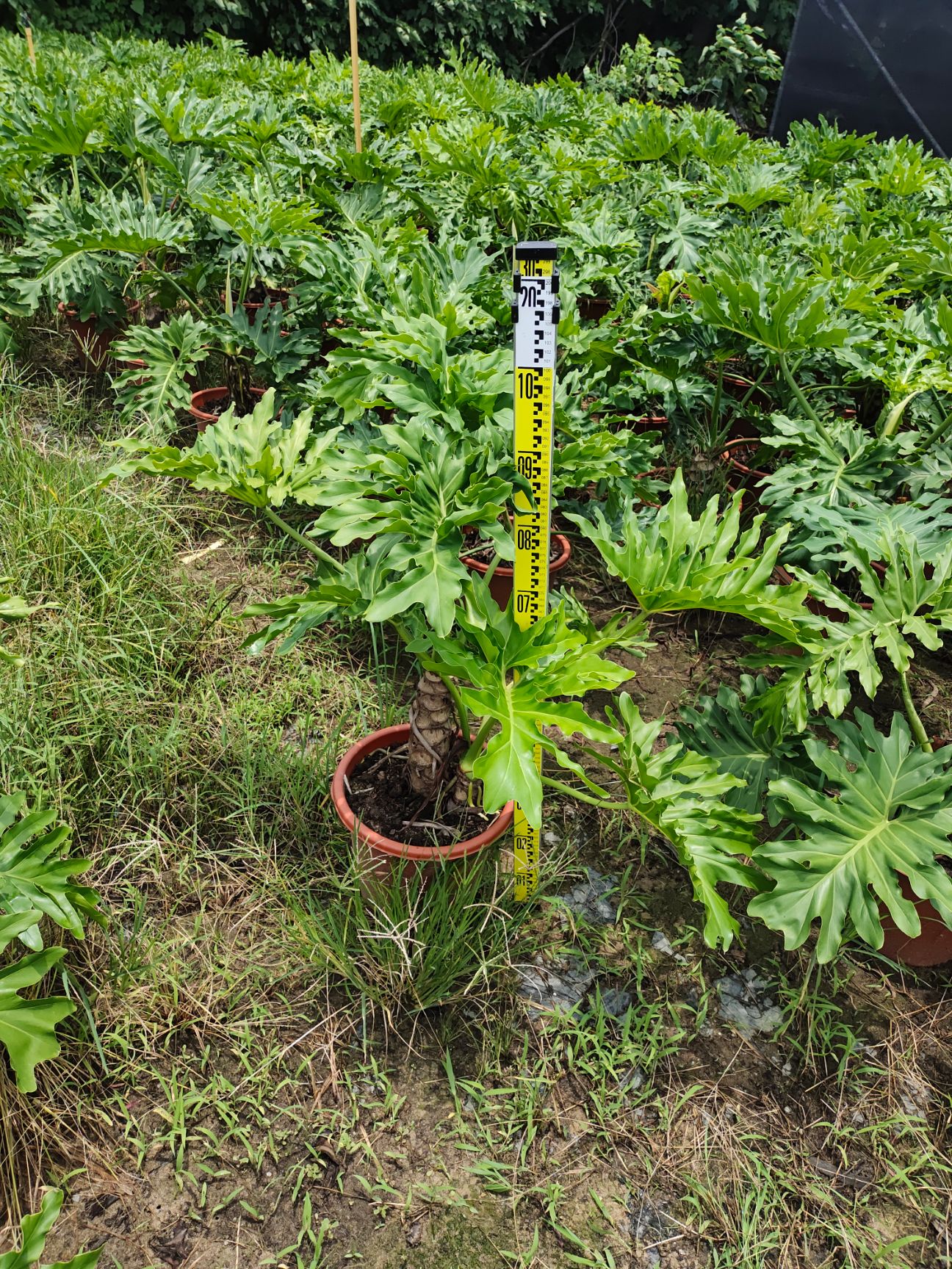 紫薇老树桩 春雨老桩