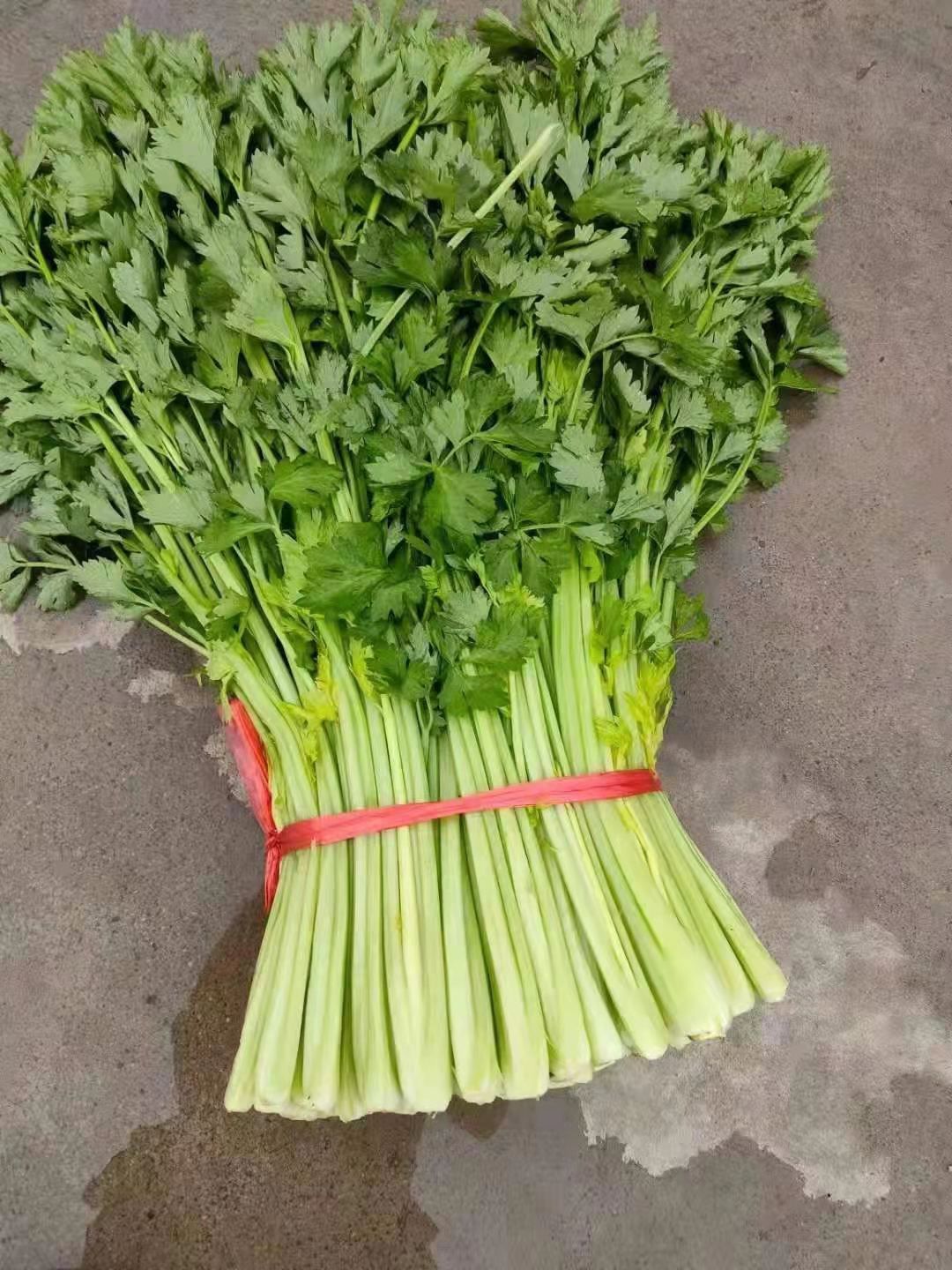 黄心芹 吉林特产水洗芹菜大面积种植，产地直销，一次合作终身朋友！