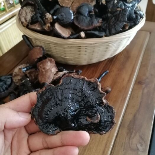 田林县 黑灵芝干货各种规格广西田林土特产灵芝之乡黑芝