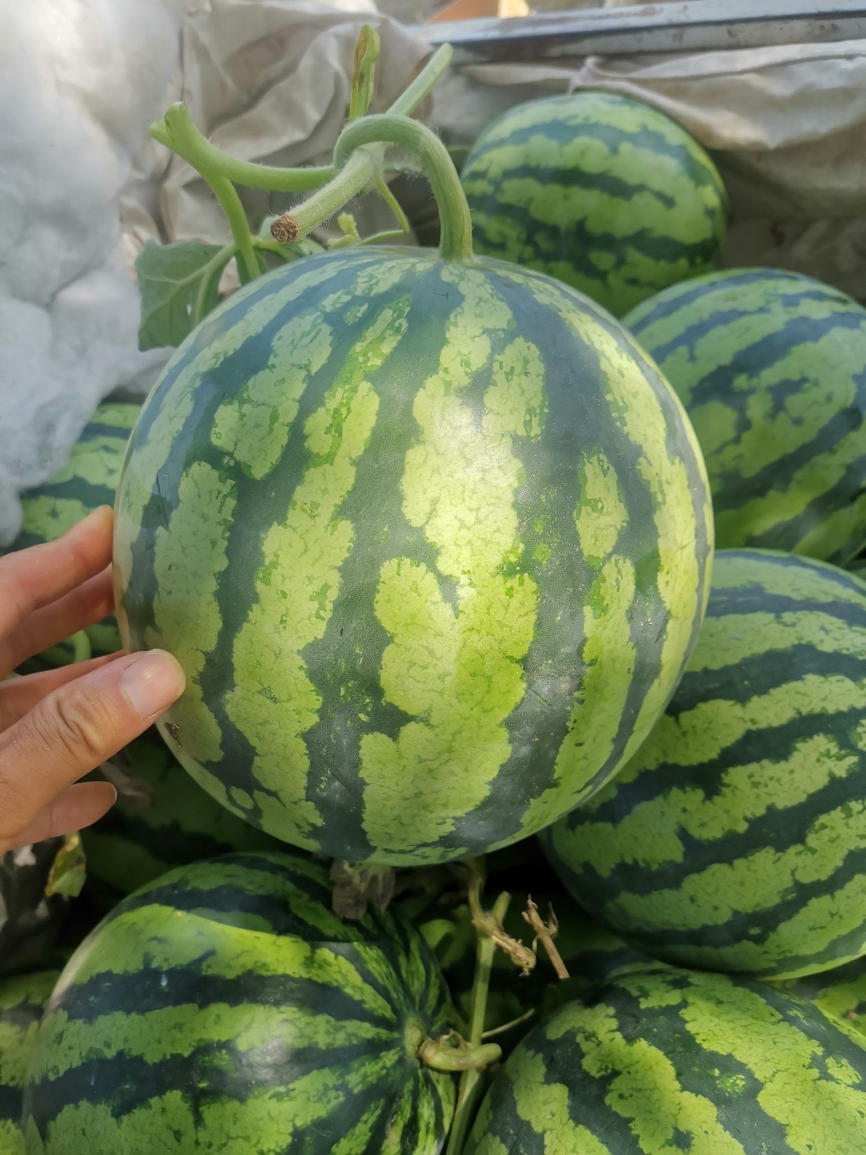 美都有籽大西瓜现摘现发麒麟西瓜有籽薄皮西瓜