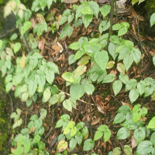 大方县巫山淫羊藿 淫羊藿