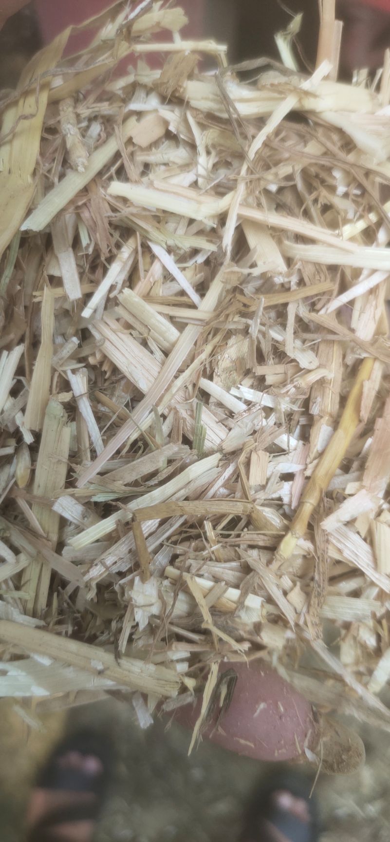 小麦秸秆颗粒饲料！牛羊马的最爱！！！