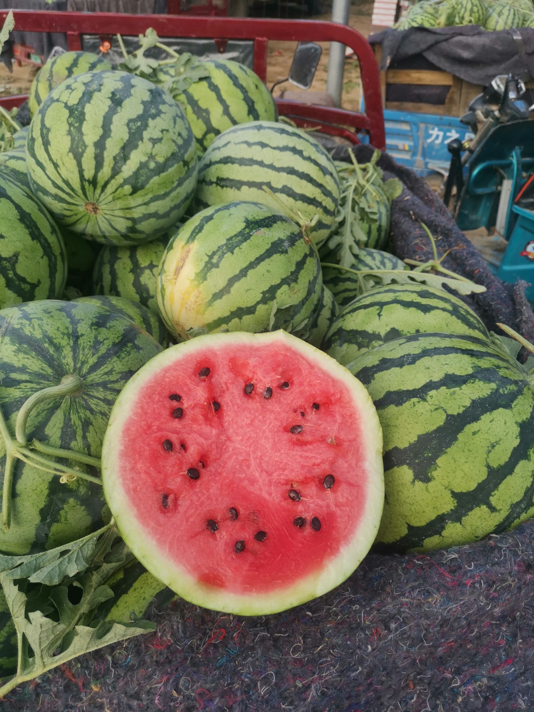 美都有籽大西瓜现摘现发麒麟西瓜有籽薄皮西瓜