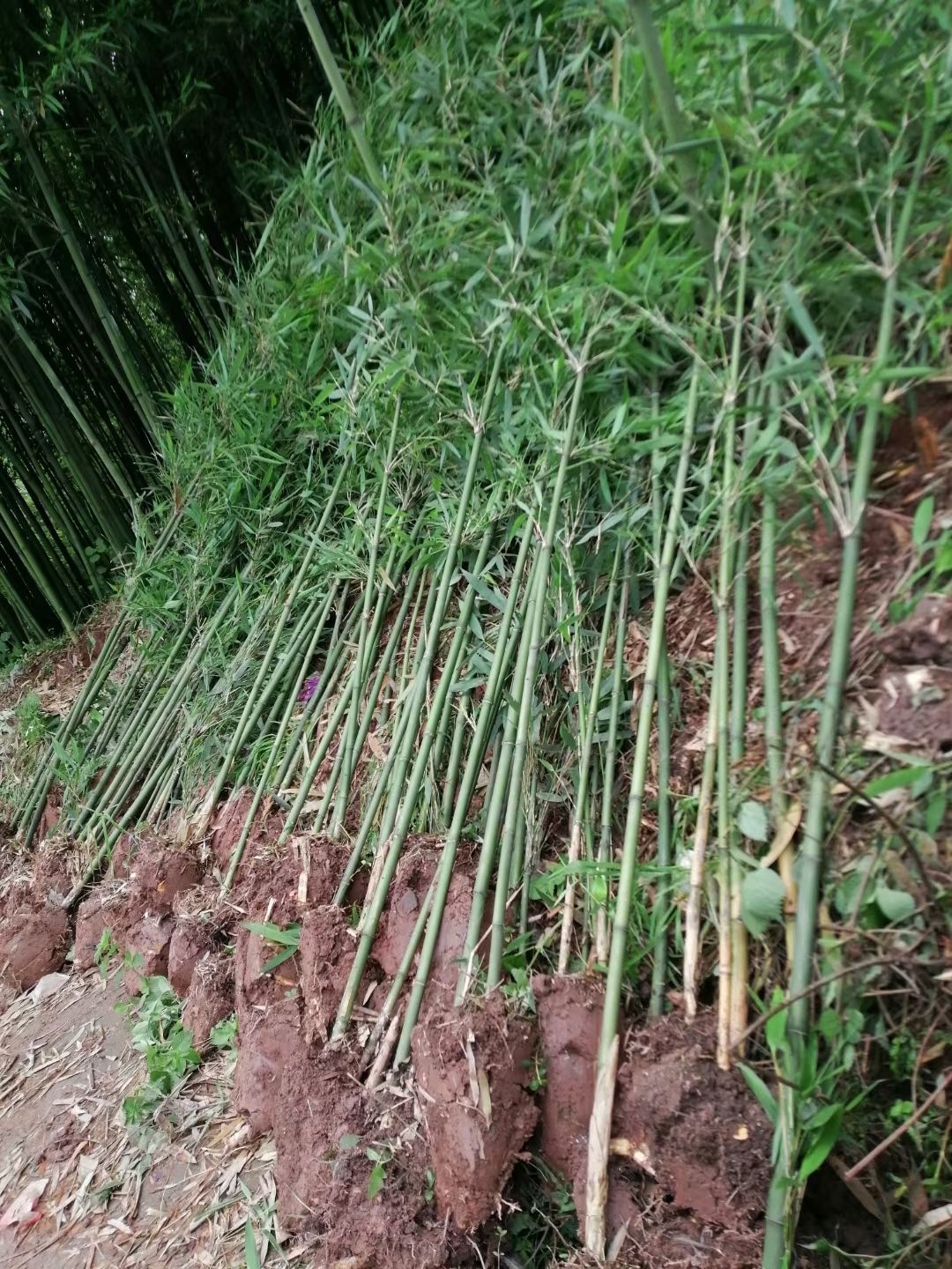 苦竹苗，地苗