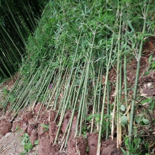 珙县苦竹苗，地苗