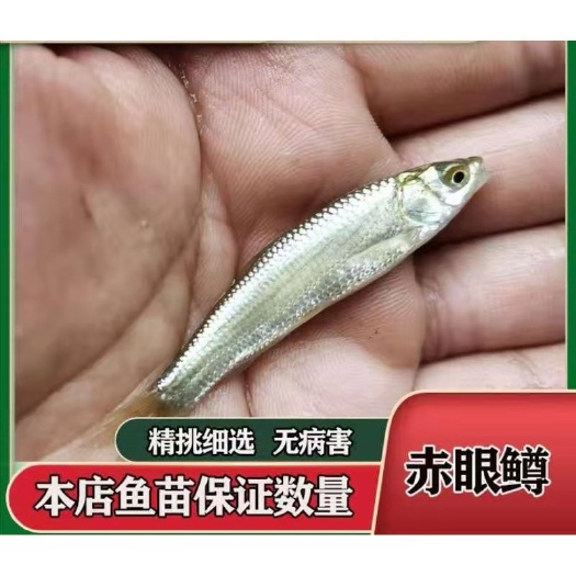 赤眼鳟鱼苗，源头直供，一手货源，可视频看货。