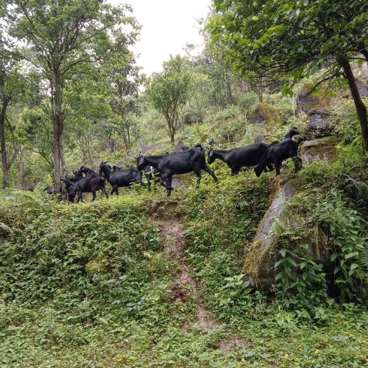 散养黑山羊