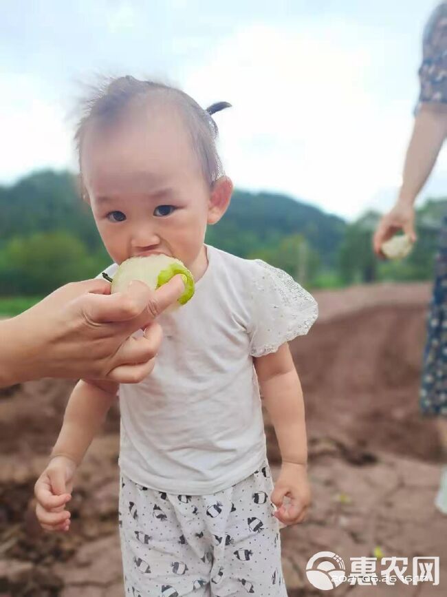 丰水梨 梨子