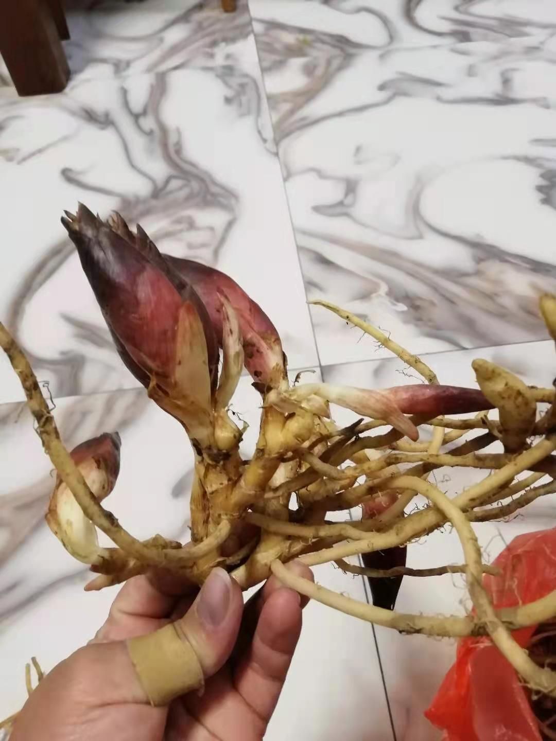 阳荷种苗 阳荷种子