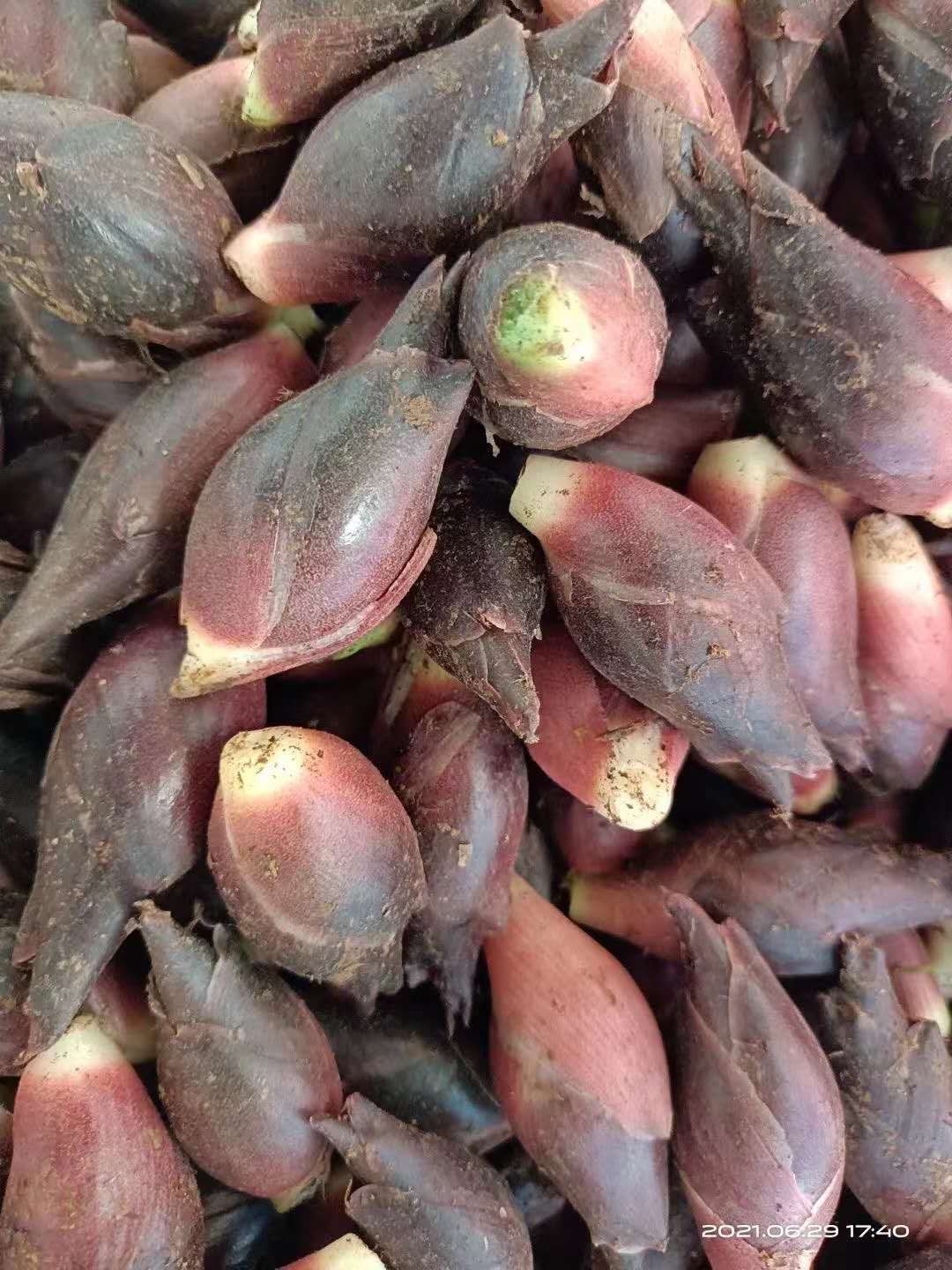  正祖阳阳荷农业
