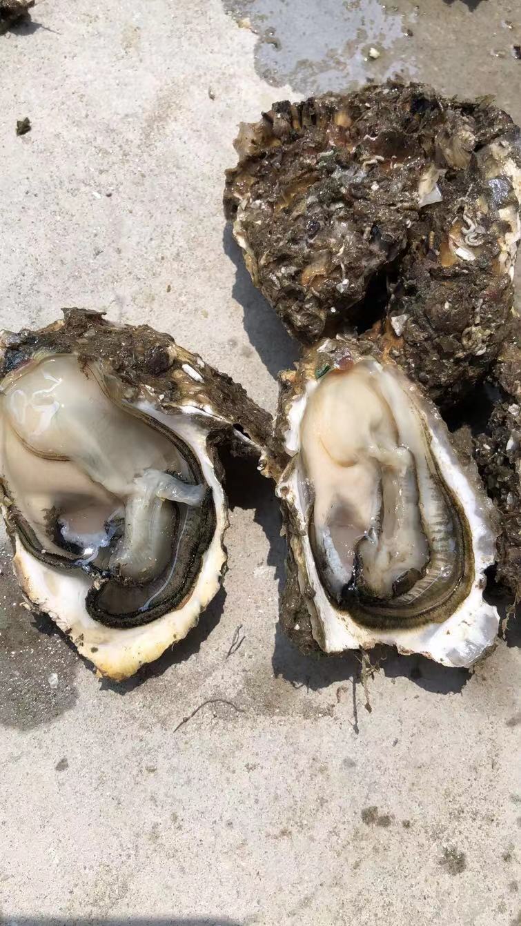福建蚝，质优价廉的赚钱货