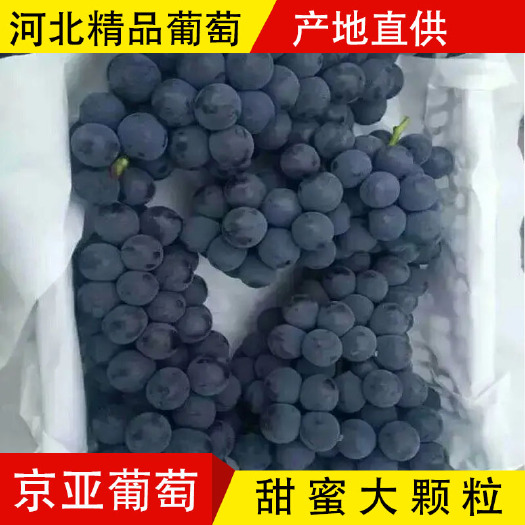 邯郸京亚葡萄大量上市葡萄基地 葡萄基地 河北邯郸永年