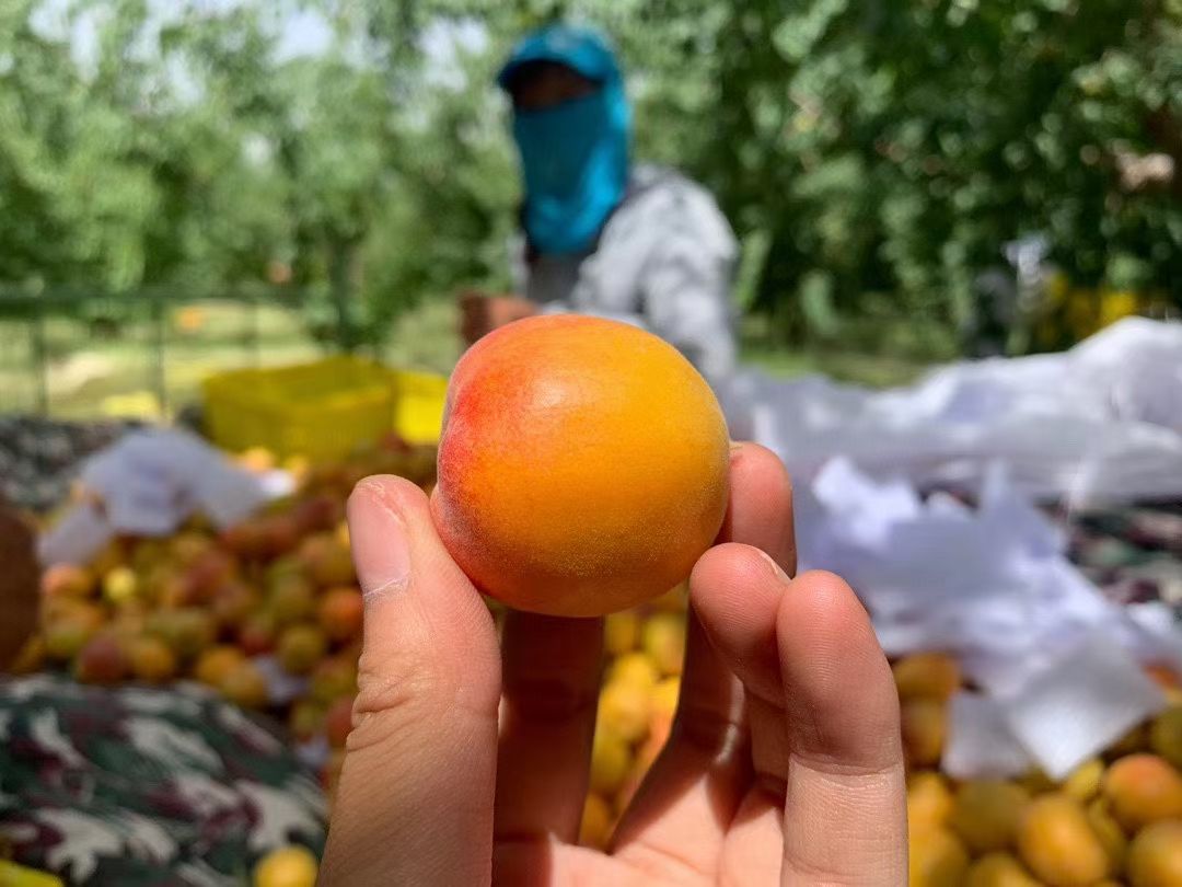 新疆阿克苏四团小红杏吊干杏脆甜多汁批发代发顺空运包邮新鲜采摘 新疆阿克苏四团小红杏吊干杏脆甜多汁批发代发顺空运包邮新鲜采摘