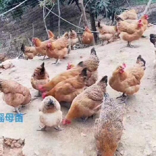 衡南县红瑶公鸡苗 混苗大种红瑶鸡苗公苗母苗品质青脚红毛鸡 打好疫苗