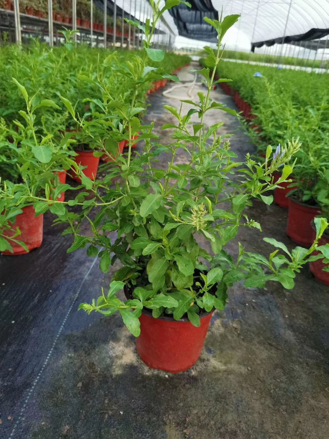 精品蓝雪花盆栽规格 绿化工程苗都有量大详谈