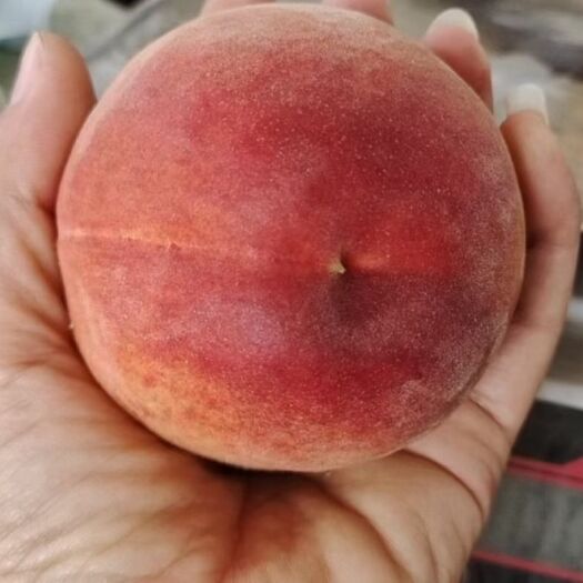 天津黄金蜜 黄桃