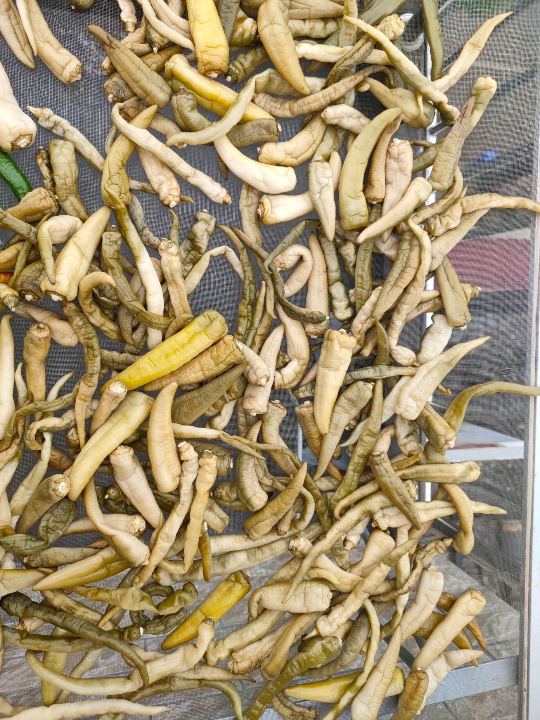 白辣椒 樟树港卜辣椒