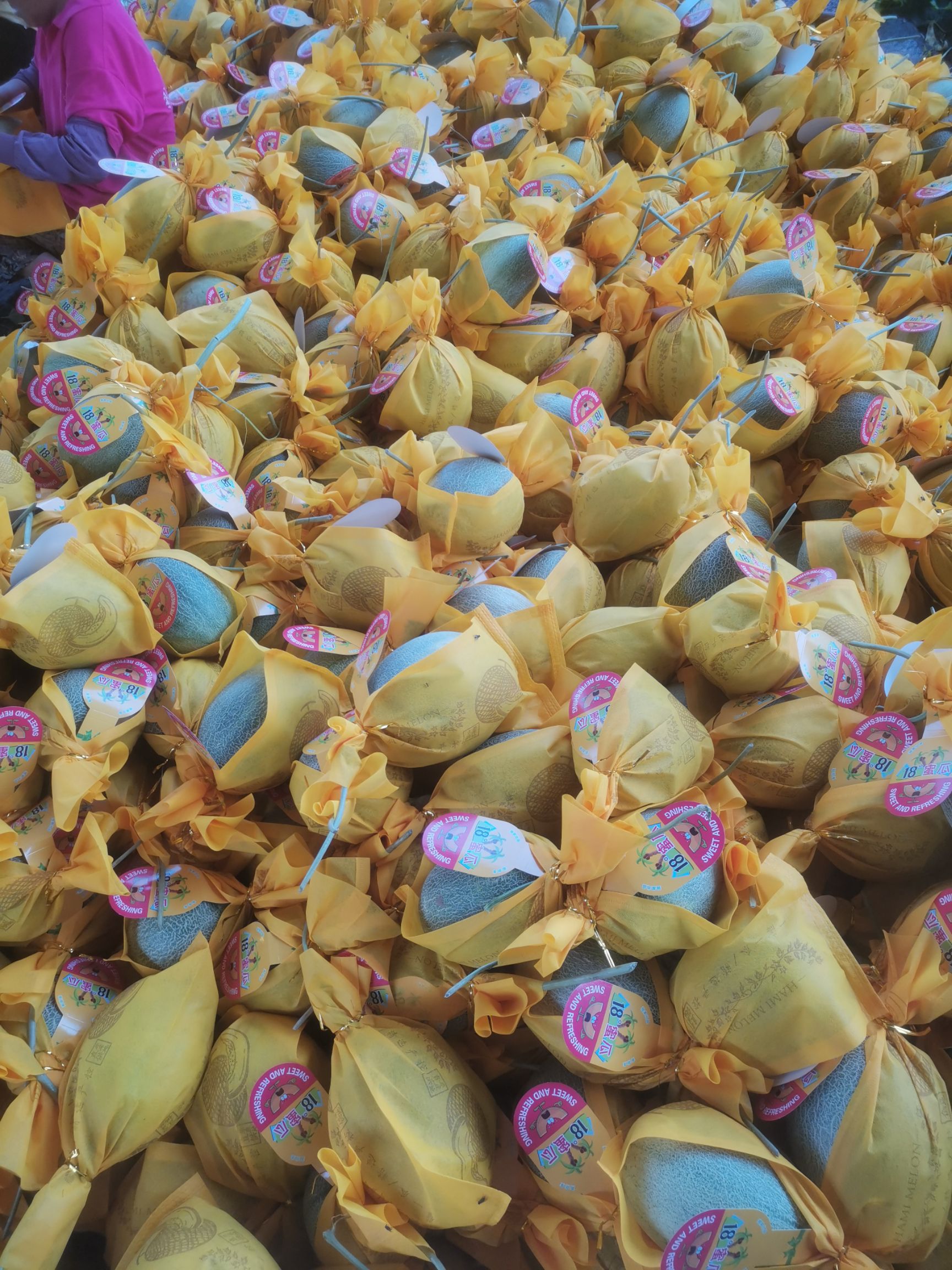 胶蜜25号 精品晓蜜，货源充足