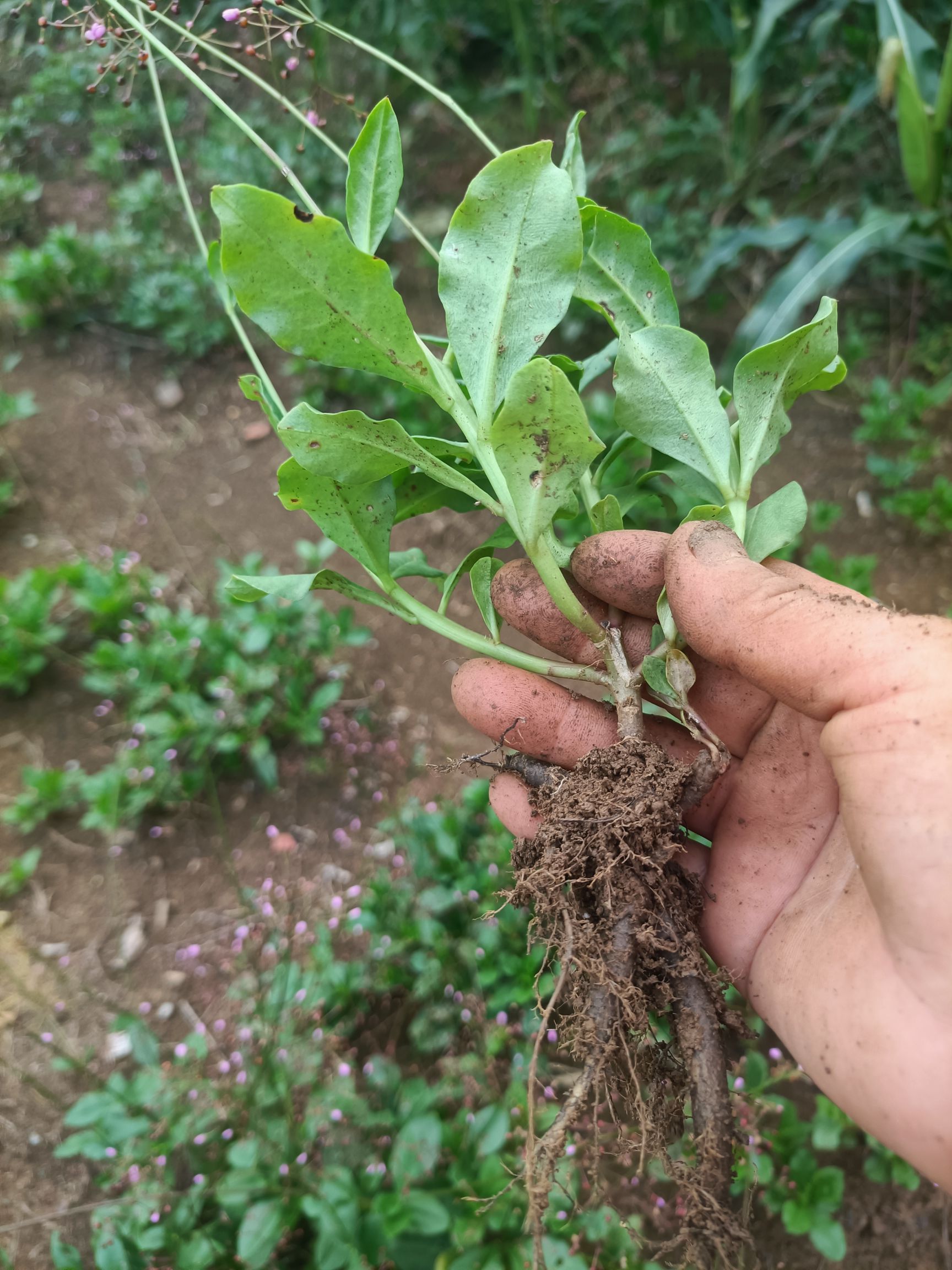  天然无公害绿色**食品人参菜